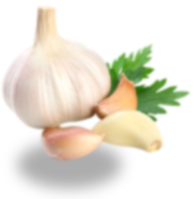 Fresh Garlic